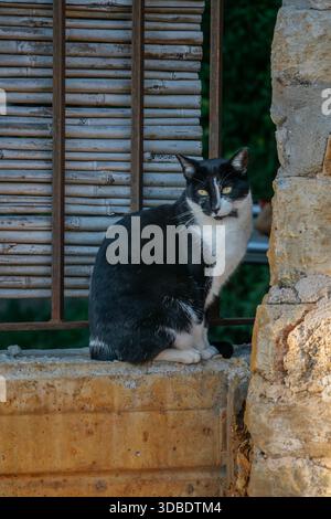 Black and white stray cat sitting on a concrete ledge next to an old stone wall and a window Stock Photo
