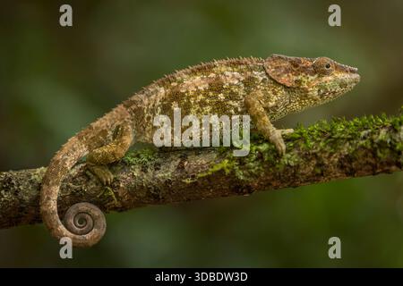 A short-horned chameleon sitting on a tree branch in Andasibe, Madagascar. Stock Photo