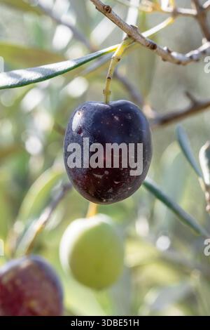 Olives (Olea europaea) ripening on the tree in November, Bouches-du-Rhone, France Stock Photo