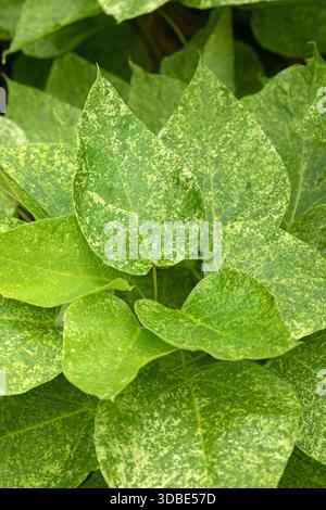 Speckled northern catalpa (Catalpa speciosa 'Pulverulenta'), leaves Stock Photo