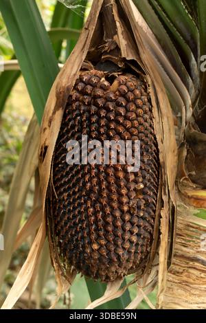 Himalayan screw-pine (Pandanus furcatus), fruit Stock Photo