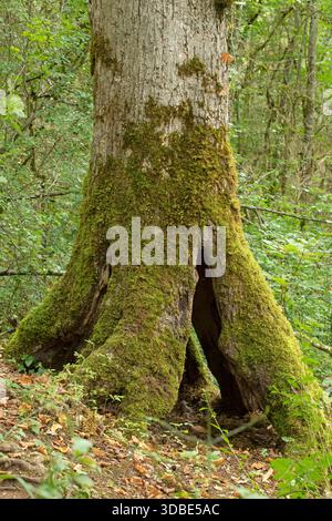 Trunk of large-leaved lime tree (Tilia platyphyllos) hollow and held by its buttresses Stock Photo