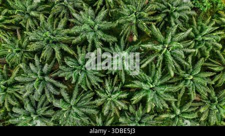 An aerial view showcases dense palm oil trees thriving in the vibrant greenery of Bangkok, Thailand. This tropical scene captures the natural beauty and agricultural richness of the region. Stock Photo
