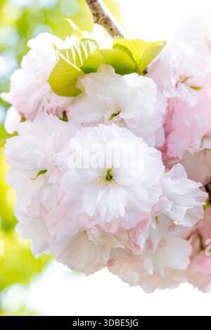 Japanese cherry tree (Prunus serrulata) with double flowers Stock Photo