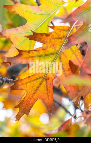 Autumn-colored leaves of the Northern Red Oak (Quercus rubra) Stock Photo