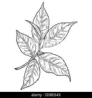 Tea tree leaves on a branch, black and white sketch. Vector illustration. Spring twig with leaves, isolated on a white background. Stock Vector