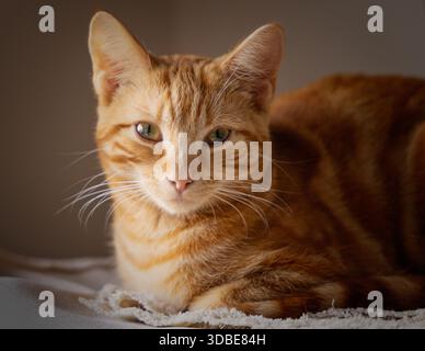 Ginger orange cat resting and looking to camera with a dark background. Stock Photo