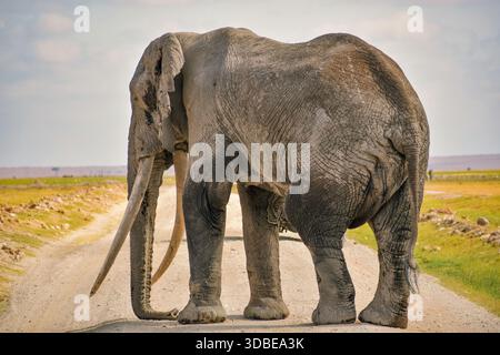 A large bull elephant standing on a dirt road amidst safari vehicles at Amboseli National Park in Kenya Stock Photo