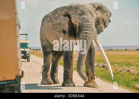 A large bull elephant standing on a dirt road amidst safari vehicles at Amboseli National Park in Kenya Stock Photo