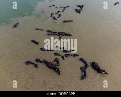 Bogura, Bangladesh - 01 March 2024: Aerial view of a herd of buffaloes resting in the muddy, light-brown water, their dark silhouettes contrasting aga Stock Photo
