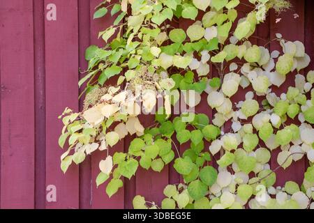 Japanese hydrangea vine (Schizophragma hydrangeoides) with heart-shaped leaves turning pale yellow in autumn. Deciduous climbing plant showcasing seas Stock Photo