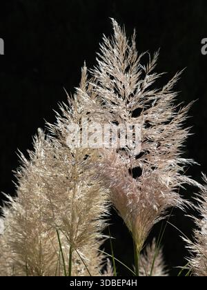 Two Prominent Beige Pampas Grass Plumes Backlit Against A Completely Black Background Creating High Contrast, Valeggio Sul Mincio, Italy. Stock Photo