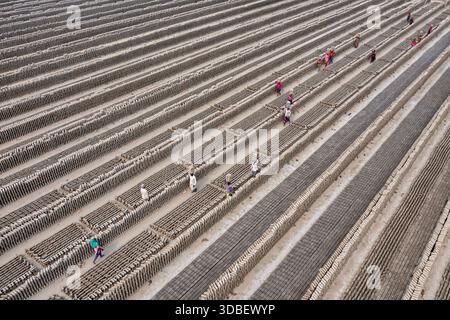 Aerial view of workers carrying bricks across the brickyard, a geometric pattern of gray and brown, reflecting the labor-intensive process, Dhaka, Dha Stock Photo