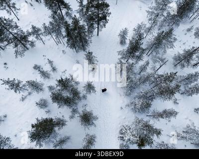 Aerial view of two people walking through a snowy forest in Lapland, Finland. Stock Photo