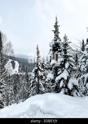 Snow-covered alpine forest with pine trees overlooking mountain valley under gray sky. The thick snow layers and soft daylight highlight natural winte Stock Photo