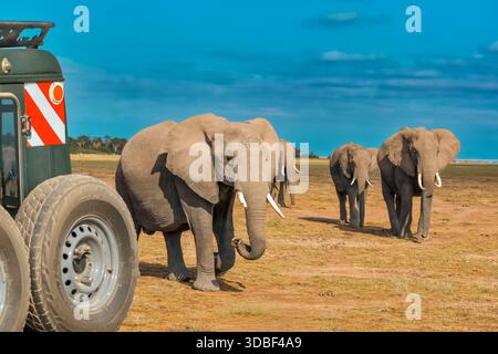 A large bull elephant standing on a dirt road amidst safari vehicles at Amboseli National Park in Kenya Stock Photo