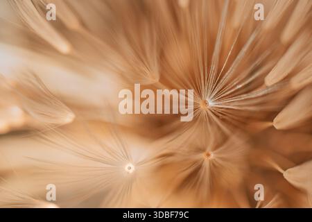 Soft abstract gradient background, faded plant. Stock Photo
