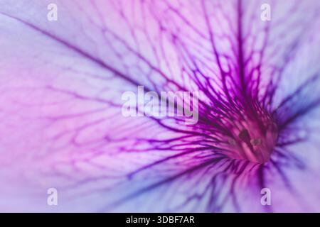 Soft abstract gradient background , abstract flower Stock Photo