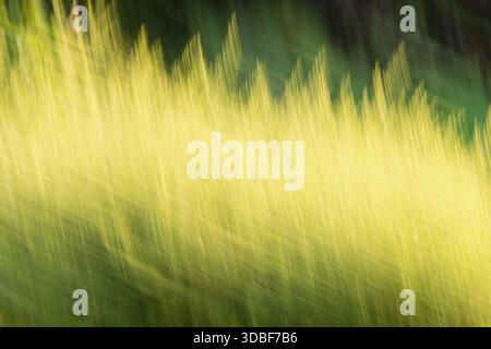 Abstract green modern background. Blurred lines, abstract nature. Stock Photo