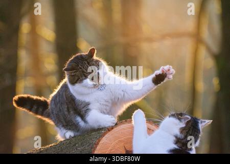 Two cats fighting or playing, animal behavior and relationship. Stock Photo