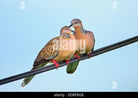 The spotted dove or eastern spotted doves (Spilopelia chinensis). Valentine concept. Stock Photo