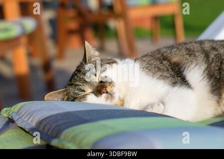 Lovely cat resting on the terrace enjoying sunlight. Stock Photo