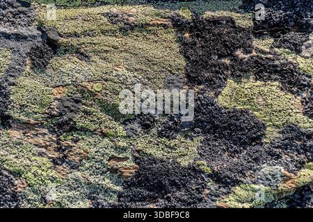 areas that were once covered by glaciers, divulge a wonderful, natural landscape. This is a large moss covered rock deposited by a glacier in Saas Fee. Stock Photo