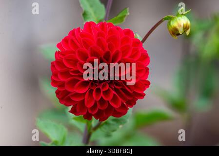 Dahlia pinnata Stock Photo