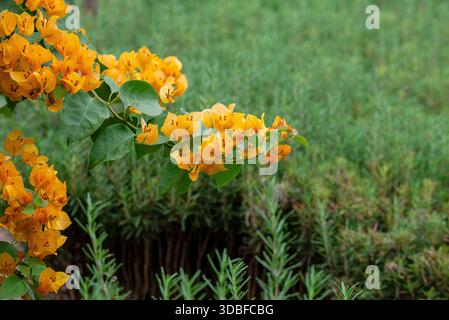 Bougainvillea - buttiana Holttum Stock Photo
