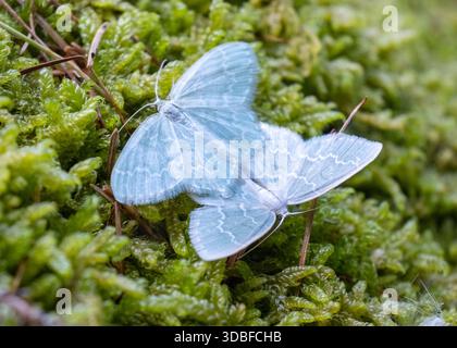 Two light blue moths with intricate patterns rest on vibrant green moss in a forest environment. The image showcases symmetry, texture, and the delica Stock Photo