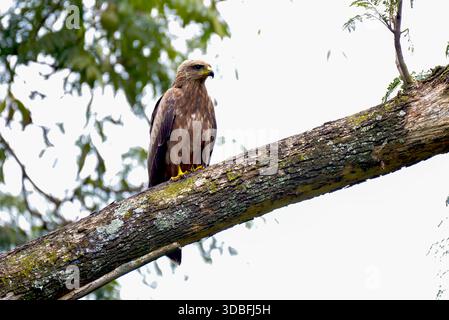 Black kite (Milvus migrans at the Bahai Temple in Kampala Stock Photo