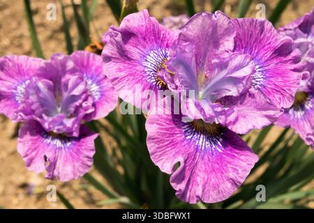Siberian Iris sibirica "Strawberry Fair" Iris flowers Purple Iris "Strawberry Fair" crimped magenta falls, lavender pink standards, white blue halo Stock Photo