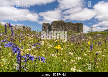 A historic castle ruin sits in a sunlit meadow filled with purple bluebells, white umbels, and yellow blooms. A bright sky with scattered clouds creat Stock Photo