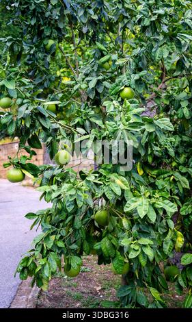 Close up of Pomelo-tree (Citrus maxima) Stock Photo