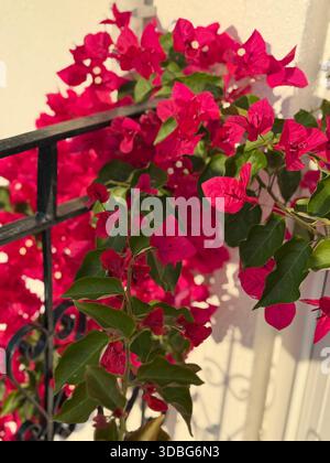 Bougainvillea flowers in vibrant red blooming against a fence, casting shadows on a sunny day. Mobile photo Stock Photo