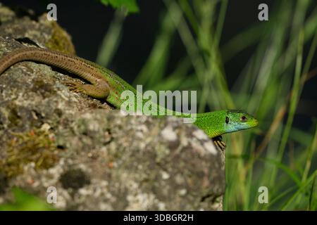 European green lizard (Lacerta viridis) in Una National Park, Bosnia and Herzegovina Stock Photo