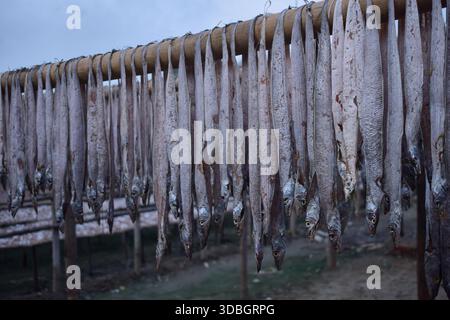 Sun-Dried Fish in Traditional Drying Yard Stock Photo