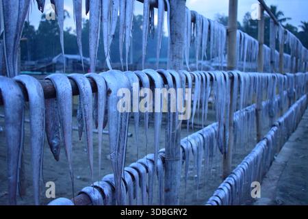 Sun-Dried Fish in Traditional Drying Yard Stock Photo