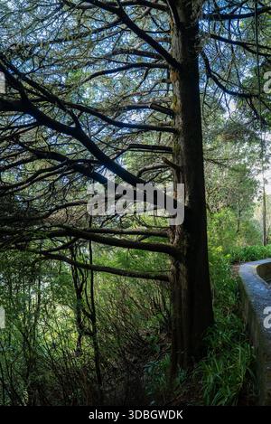 Laurisilva levada trail under gnarled tree canopy in Madeira, Portugal Stock Photo