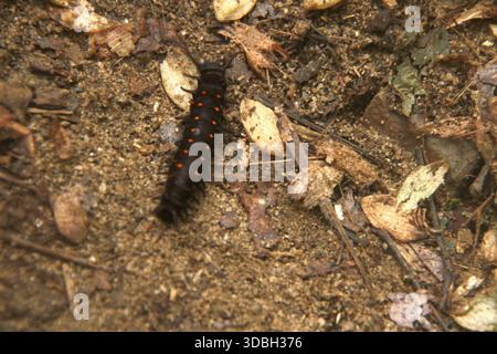 Virginia, USA. A pipevine swallowtail caterpillar (Battus philenor) walking on the ground. Stock Photo