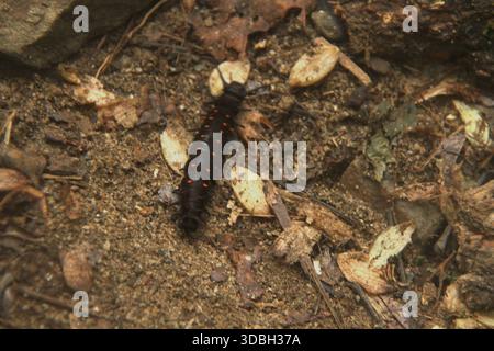Virginia, USA. A pipevine swallowtail caterpillar (Battus philenor) walking on the ground. Stock Photo