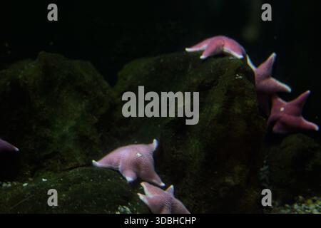 Pink starfishes hanging on a rock in the tank of an aquarium Stock Photo
