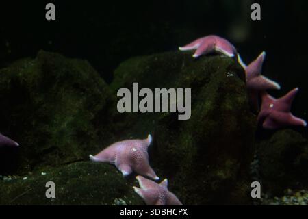 Pink starfishes hanging on a rock in the tank of an aquarium Stock Photo