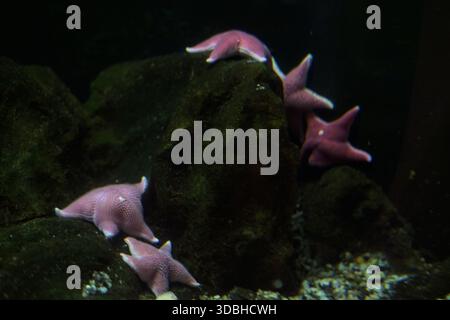 Pink starfishes hanging on a rock in the tank of an aquarium Stock Photo