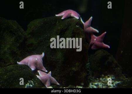 Pink starfishes hanging on a rock in the tank of an aquarium Stock Photo