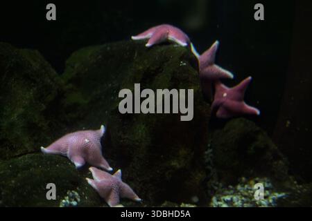 Pink starfishes hanging on a rock in the tank of an aquarium Stock Photo