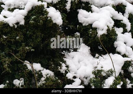 Close-up of a pine or cedar twig covered with ice droplets and fresh snow. This macro winter photo, taken in Ukraine, shows the delicate textures and Stock Photo