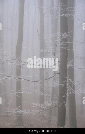 Fog and hoarfrost in the forest, Hoher Lindkogel, Lower Austria, Austria Stock Photo
