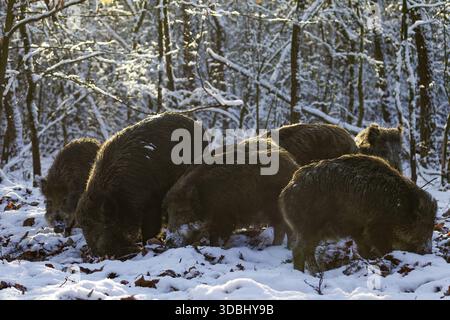 In the last light of the evening sun, a herd of wild boar (Sus scrofa) searches for beechnuts under the snow cover, winter, winter forest, Germany Stock Photo