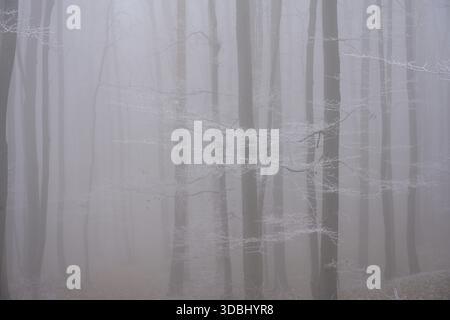 Fog and hoarfrost in the forest, Hoher Lindkogel, Lower Austria, Austria Stock Photo